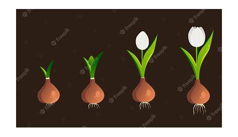 Tulip Life Cycle Diagram