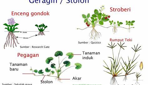Inilah 8 Tumbuhan yang Berkembang Biak Dengan Tunas