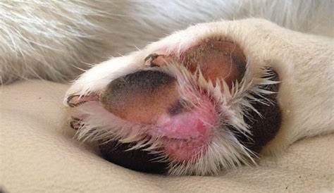 Small Bump on Dog's Paw Pad - Organic Pet Digest