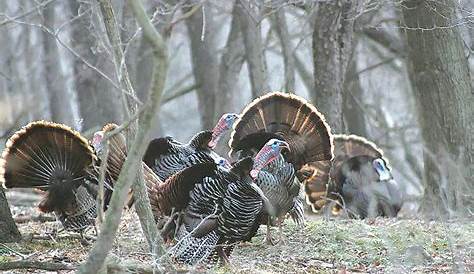 Turkey Season Iowa