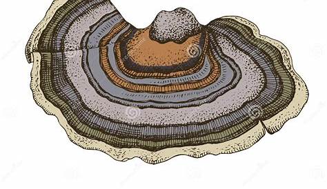 Turkey Tail Mushroom Drawing