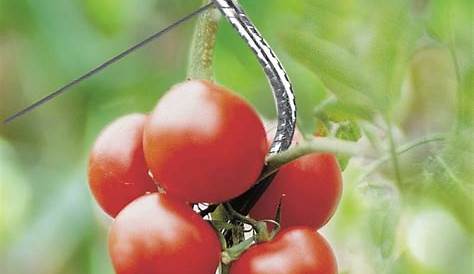 Tuteur Tomate Avec Chas à Lot De 5 Gris 5.9 Cm Vente