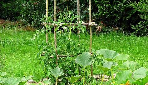 Tuteur Tomate En V Relaxdays Cage à s Plantes Grimpantes