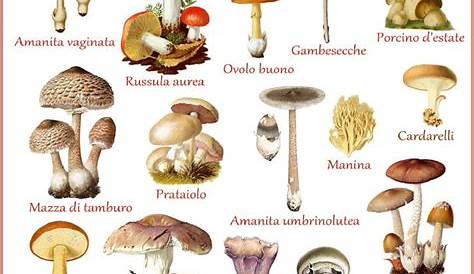 I tipi più comuni di funghi delle piante - Il Giardino Commestible