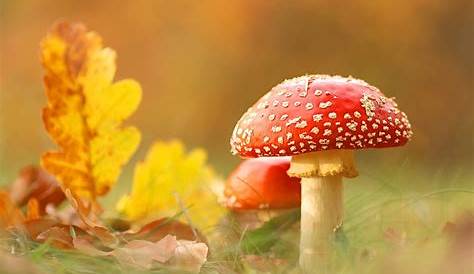 Typisch Herbst - Bild & Foto von CopyLuwak aus Welt der Farben