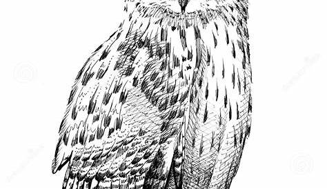 wise owl clipart black and white 10 free Cliparts | Download images on