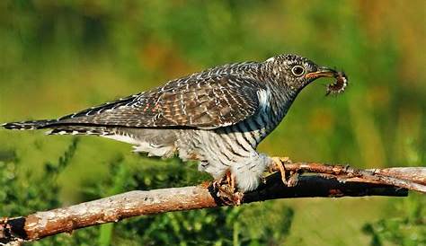 Océane: Un coucou en passant de la Bretagne ensoleillée