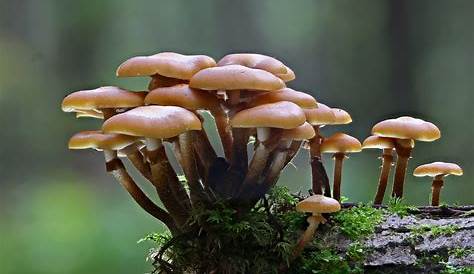 Hypholoma: nome di Genere di funghi Basidiomiceti. Famiglia