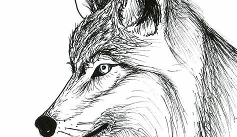 Apprendre à dessiner un loup - YouTube