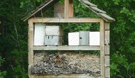 Ruche abeille chez soi : les 5 choses à savoir | Backyard beekeeping
