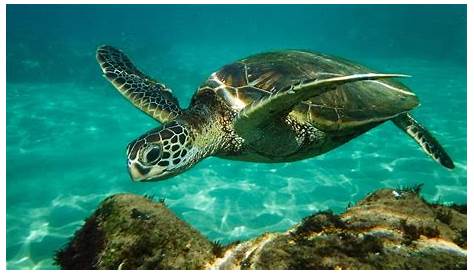 Green Sea Turtle 061022 French Reef KL IMG 4313 | Que comen las