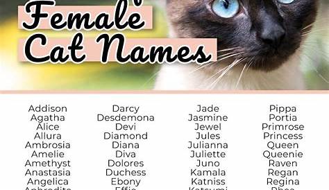 Unique Short Female Cat Names The Top 100 Girl Cute Kitten