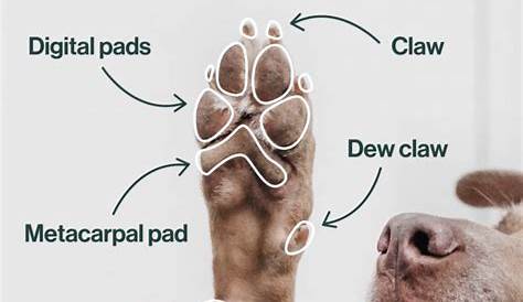 Dog paw stock image. Image of pads, care, anatomy, animal - 130266367