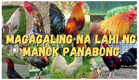 Mga Uri Ng Manok Na Panabong