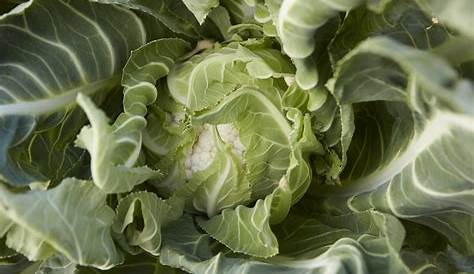 Penne à la crème de feuilles de chou-fleur et parmesan – Cuisine anti