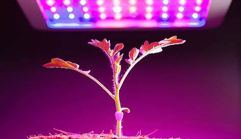 UVA/UVB Lights For Plants - Grower Today