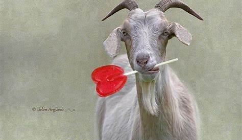 Valentine's Day Baby Goat