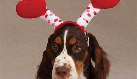 11 Valentine's Dog Outfits for Big Dogs, Small Dogs, and Dogs Who Hate