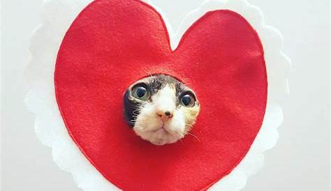 Valentine's Day Cat Costume Funny Cat Costumes Kitten Cat Costumes