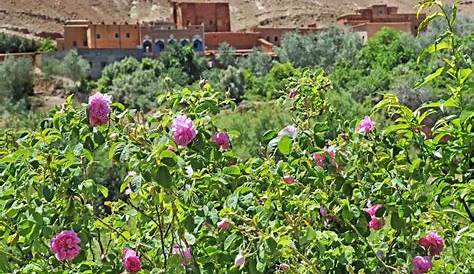 Valle de las Rosas en Ouarzazate: 2 opiniones y 9 fotos