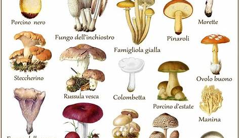 Il calendario dei funghi commestibili più comuni in Italia | Funghi