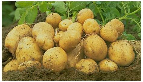 Semis de pommes de terre dans le Morbihan - YouTube