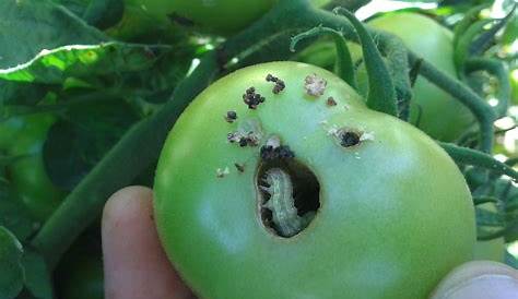 Un nouveau ravageur menace les cultures de tomates – AgriMaroc.ma