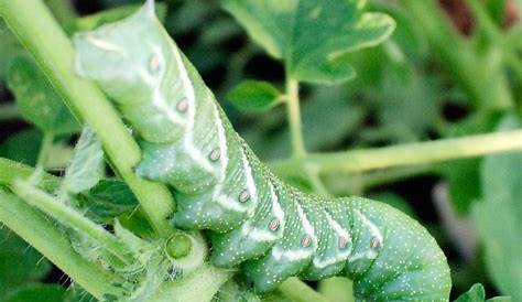 Tomates: Comment se débarrasser des vers de tomate - Les jardins de Laurent