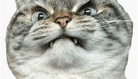 Angry Cats Who Ended Up Looking Awwdorable (Photos) | Cat memes, Happy