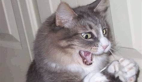 9 Funny Cat GIFs To Brighten Your Mood