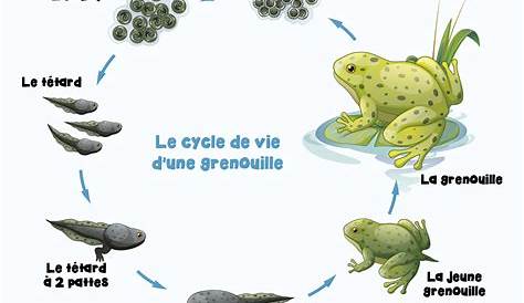 Cycle de vie de la grenouille