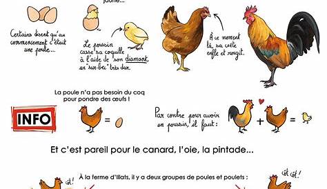 cycle de vie de la poule | science | Pinterest | School, Montessori and