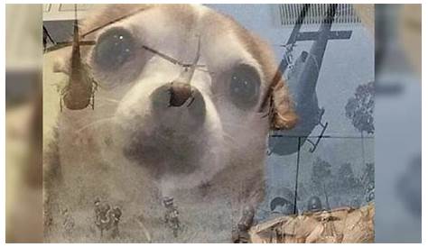 The Best 10 Vietnam Flashback Ptsd Dog Meme - aboutsugarcolor