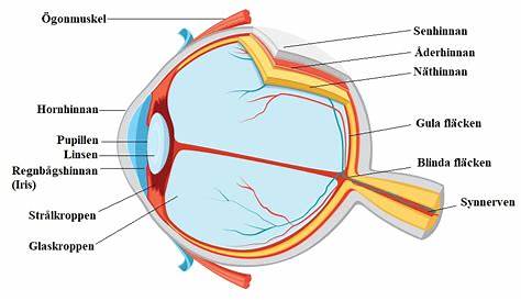 Pupillenreflex – Definition, Funktion und mögliche Beschwerden