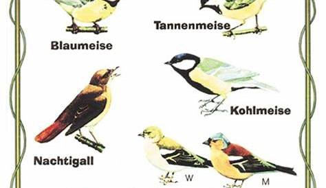 Vögel des Waldes | Natur im Bild Lehrtafeln für Natur-, Lehr- oder
