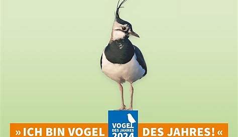 Der Kiebitz ist Vogel des Jahres 2024 - NABU Bergstraße