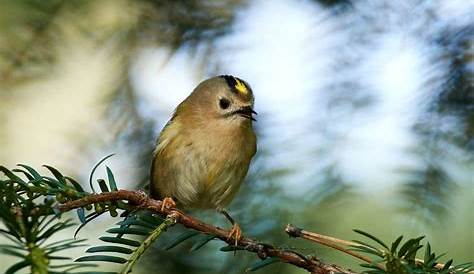Vögel mit gelbem Kopf: 15 heimische Arten