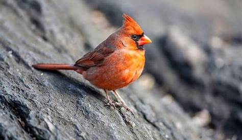 Vogel mit rotem Kopf entdeckt: welcher ist es? - Gartenlexikon.de