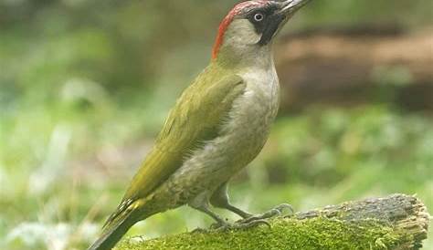 Vögel mit rotem Kopf: 14 heimische Arten