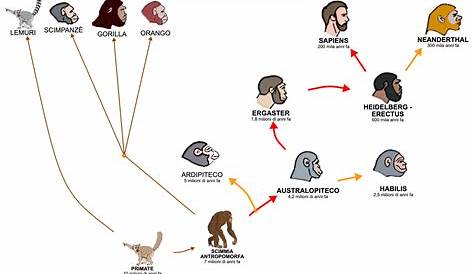 L'evoluzione umana: un cespuglio di ominini | Il Bo Live UniPD