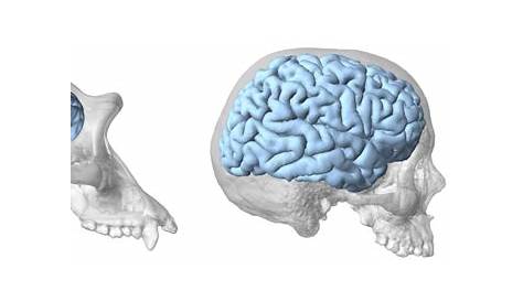 Neurociencia para conocer nuestro cerebro – EL REDONDELITO