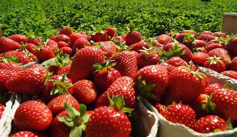 Nahaufnahme von Erdbeeren Kostenloses Stock Bild - Public Domain Pictures