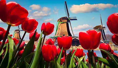 Itineraire pays bas : une semaine printanière au milieu des tulipes
