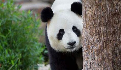 Pandanomics is a grey area, but the value of giant pandas is black and