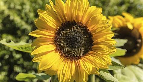 Sonnenblume Foto & Bild | pflanzen, pilze & flechten, blüten