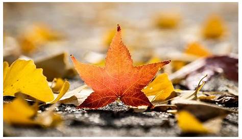 Herbst 2023 – Wann ist Herbstanfang? | weltzeituhren info