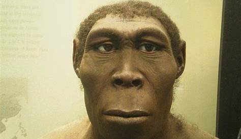 Evolution des Menschen Abiwissen • Stammbaum, Vorfahren · [mit Video]