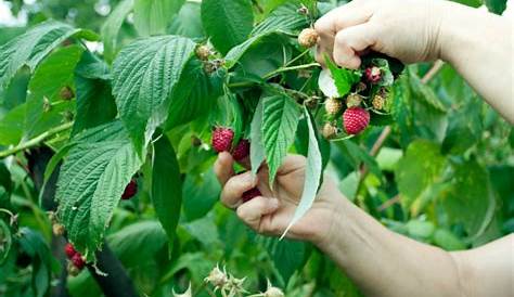 Himbeeren im Garten anpflanzen – Standort, Boden, Vermehren