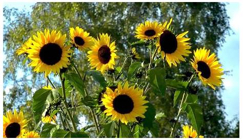 Wann sollten Gärtner Sonnenblumen verpflanzen?