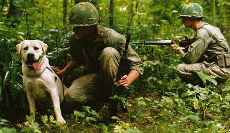 It's a Jungle out There : Photo | War dogs, Vietnam war photos, Vietnam war